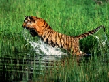 Splash, Bengal Tiger
