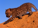 Spotted Leopard Cub