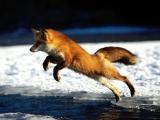Springing into Action, Red Fox