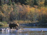 Staking His Claim, Brown Bear, Alaska