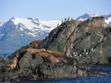 Stellar Sea Lions, Sea Gulls and Cormorants, Alaska