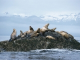 Steller Sea Lions, Alaska