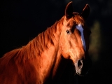 Sunset Profile, Quarter Horse