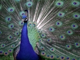 The Colors of Pride, Proud Peacock