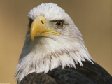 The Eyes of Freedom, Bald Eagle, Alaska