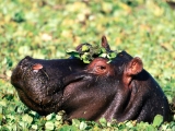 The Flirt, Hippopotamus