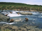 The Gathering, McNeil River, Alaska