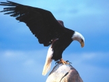 The Messenger, Bald Eagle