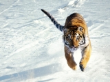 The Siege, Siberian Tiger