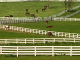 Thoroughbred Horses, Lexington, Kentucky