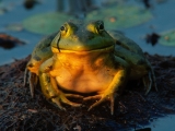 Total Contentment, Bullfrog