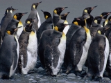 Traffic, King Penguins