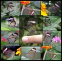 transparent-butterflies