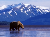 Trolling the Landscape, Brown Bear, Alaska