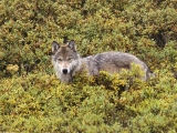 Tundra of Alaska, Gray Wolf