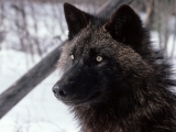 Tundra Wolf, Alaska