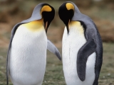 Tuxedo Check, King Penguins