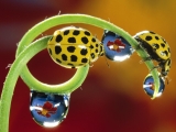Twenty-Two-Spotted Ladybird Beetles