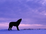 Twilight Howl, Black Wolf
