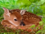 Two-Day-Old Baby White-Tailed Fawn