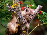 Up a Tree, Canada Lynx