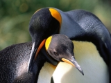 Whispering Sweet Nothings, King Penguins