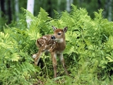 White-Tailed Deer Fawn