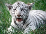 White Bengal Tiger Cub