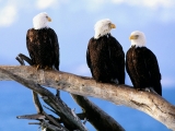 Wild and Free, Bald Eagles