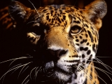 Wild Eyes, Jaguar