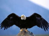 Wingspan, Bald Eagle