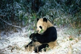 Winter Feast, Giant Panda