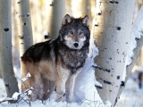 Winter Hunting, Gray Wolf