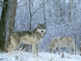 Winter Land Wolves