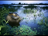 National Geographic Wallpapers 026