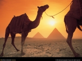 camels_1024b