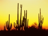 Saguaro Cactus at Sunset, Arizona